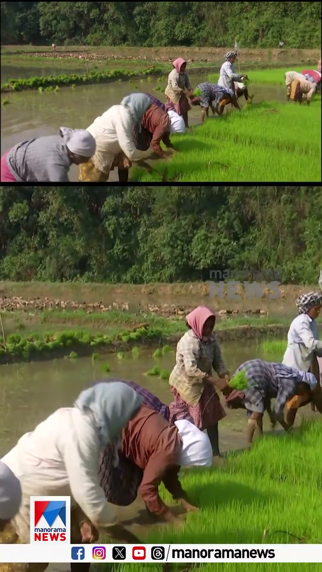 നോക്കെത്താ ദൂരത്തോളം നിറയുന്ന പച്ചപ്പ് പാലക്കാടിന്റെ സ്വത്താണ് #palakkad