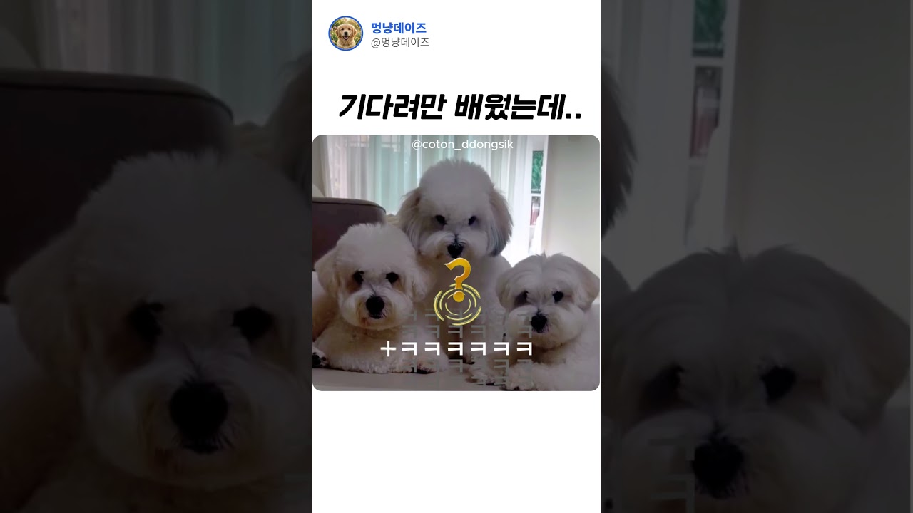 "기다려!"만 배운 댕댕이들#Shorts #강아지 #댕댕이 #강아지훈련 #반려견 #강아지유머