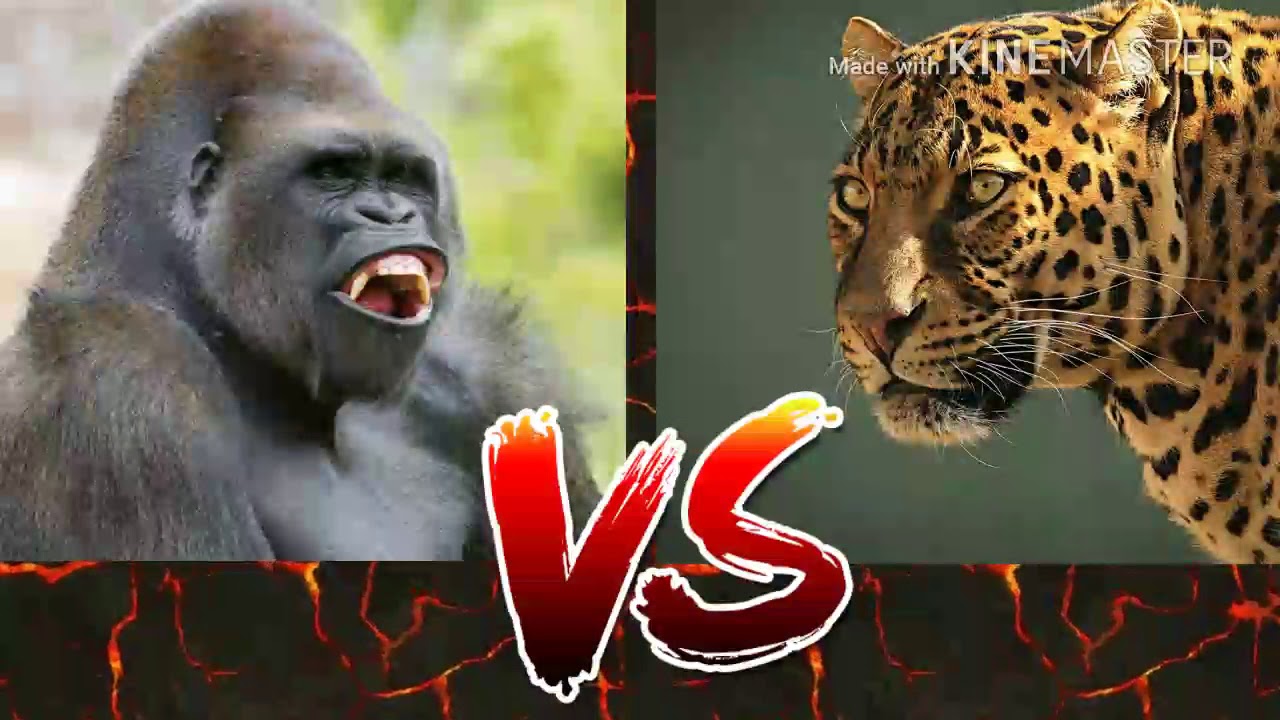 Кто сильнее ягуар или тигр. Горилла и Ягуар. Ягуар vs горилла. Ягуар против гориллы. Горилла и леопард битва.
