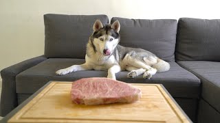 Left My Husky Home Alone With $125 Wagyu Beef Steak..