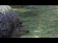 見えイワナがドライフライを喰う瞬間