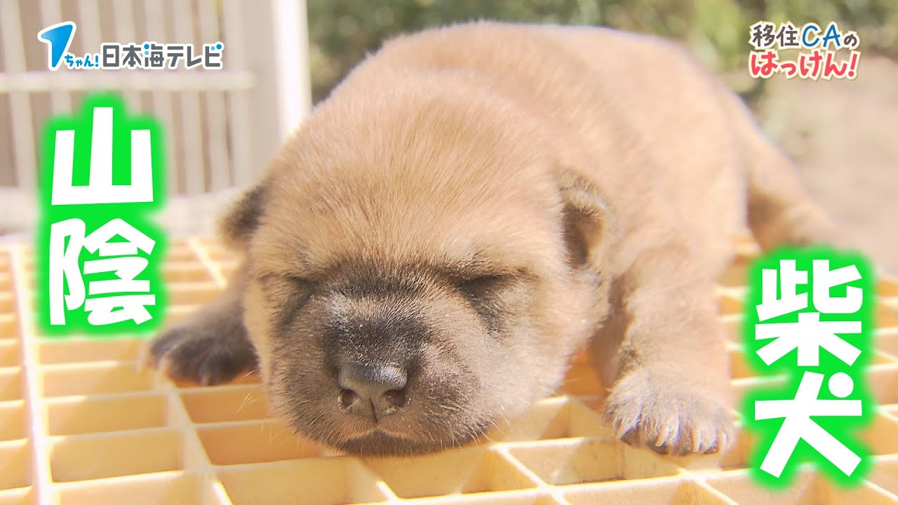 【山陰柴犬生まれました！】生後9日の子犬を現役CAが取材【希少な犬種】