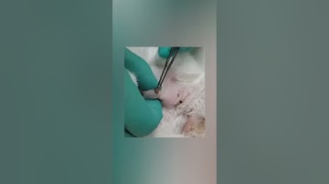 Bot  { fly Removal From Cats Dog Rabbit