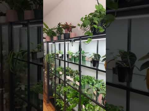 Turn Your Dreams Into Reality. Here’s A Quick Tour Of My Crazy Plant Shop