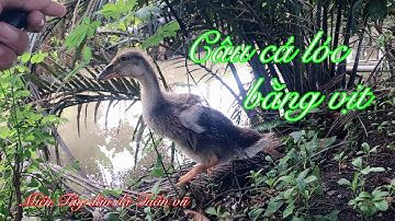 Câu cá lóc-nhấp bầy lòng ròng với con vịt bự tổ và cái kết đau lòng 