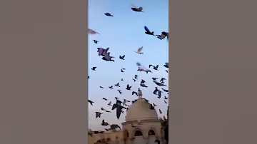 يا طيور الاعتصام حلقي م ثل العلم واشهدو يا مسلمون اننا قلنا القسم ح مام المسجد الأقصى المبارك 