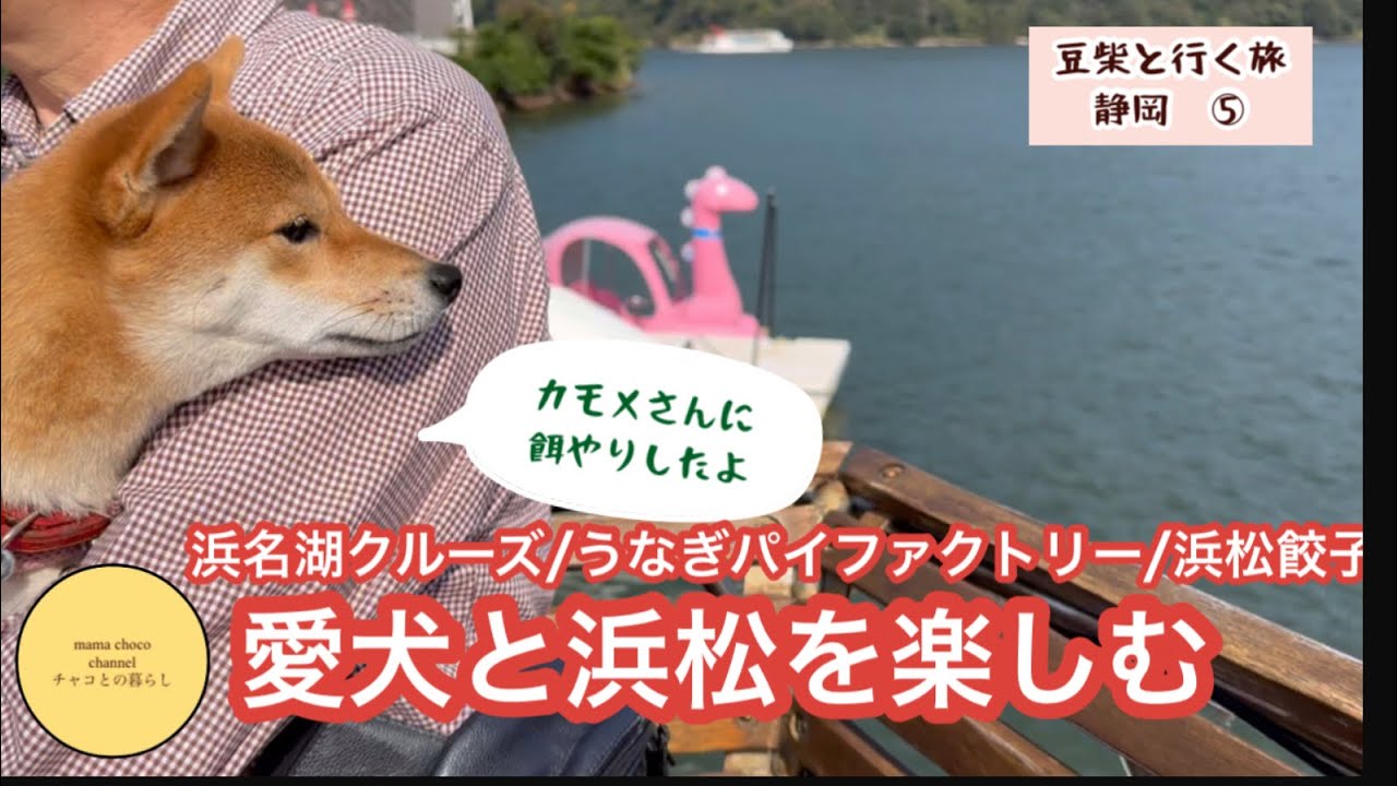 【豆柴と静岡旅⑤】浜名湖で遊覧船/うなぎパイファクトリー/浜松餃子