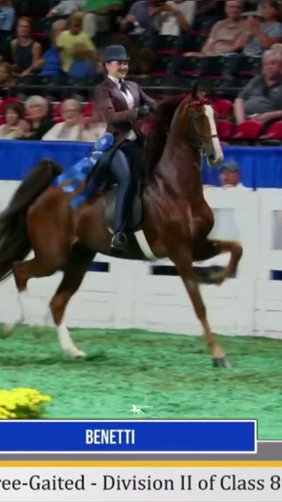 good gosh this horse😻💯 #horse #equestrian #saddlebred #saddleseat