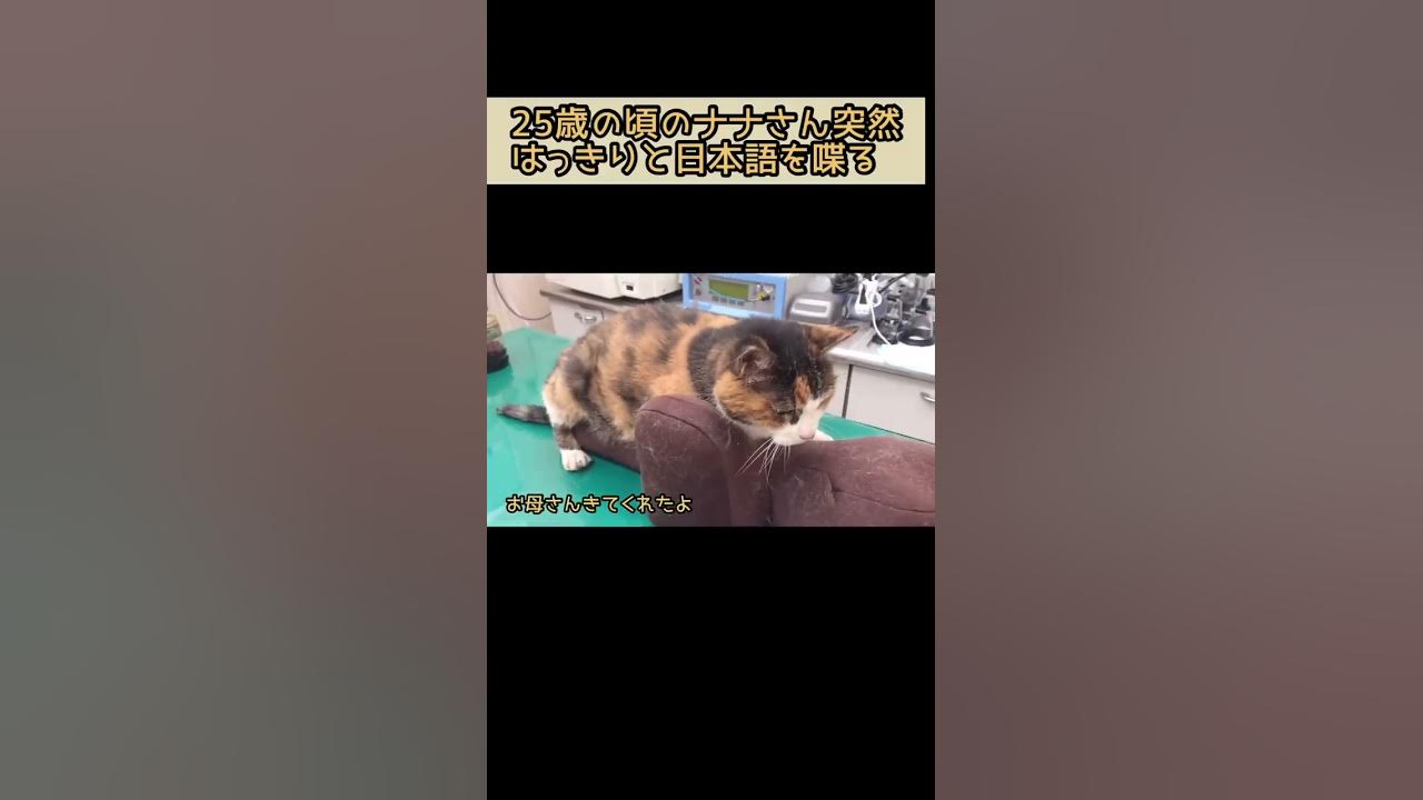 突然はっきりと日本語をしゃべる25歳猫 ご長寿猫ナナさん Shorts Youtube
