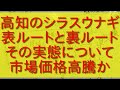 高知のシラスウナギ漁の表ルートと裏ルート・その実態・市場価格高騰か？