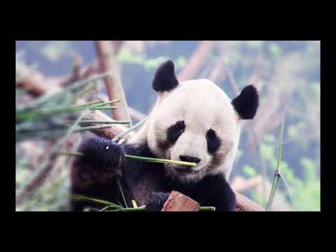 Tatlı Pandalar 🐼