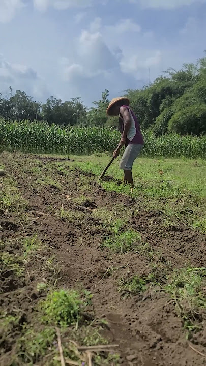 Alat Cerdas Sederhana Untuk Mencangkul Di Sawah Yang Tak Begiti Luas #shorts