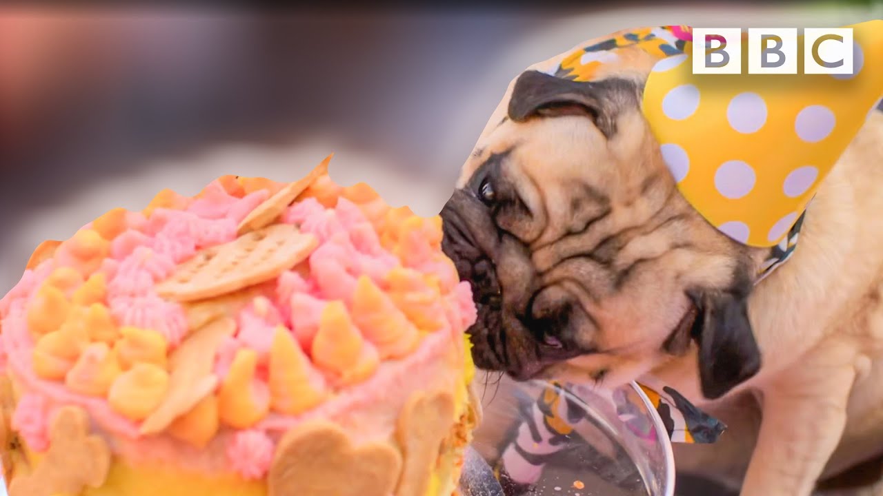 A birthday party for dogs? 😲🐶🎂 Inside Dubai - BBC