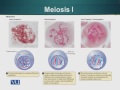 BIO734 Advances in Cell Biology Lecture No 33