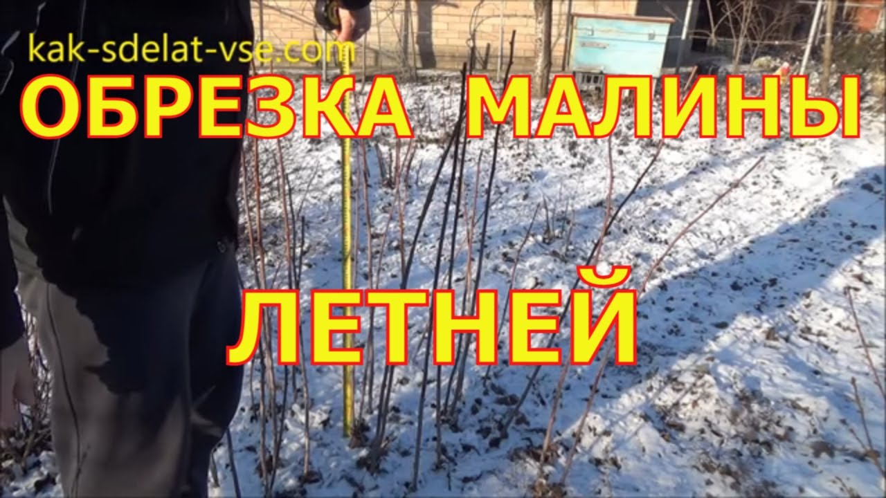 Обрезаем малину весной Обрезаем малину весной
