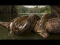 anaconda full movie Tamil anaconda Tamil Hollywood movies