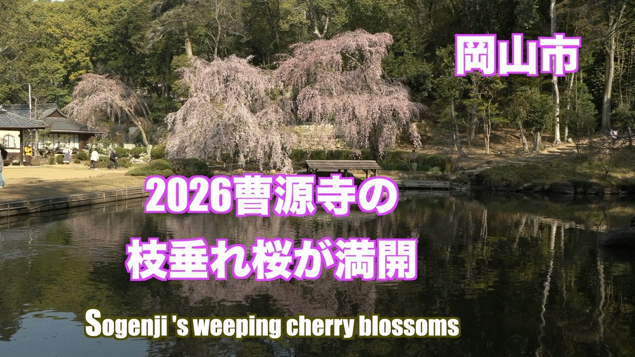 岡山市の禅寺「曹源寺」の枝垂れ桜が満開 Sogenji's weeping cherry