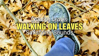 Walking On Crunchy Leaves 