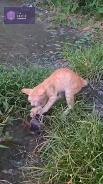 Kucing Nekat! Berani Dekati Kepiting, Dicapit! 😹