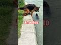 Brave dog saves his buddy from the flood!