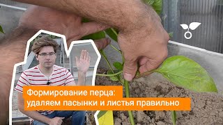 Формирование перца: удаляем пасынки и листья правильно