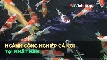 Ngành công nghiệp cá Koi tại Nhật Bản | VTVMoney