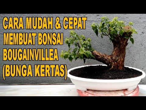 Bonsai Bunga Kertas Mini Blogger Bonsai