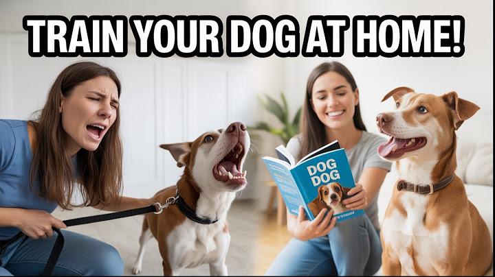 How I Transformed My Dog’s Behavior at Home | Dog Trainer Bible Review & Results!