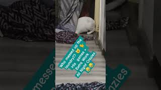 Yuki Laundry Disruptor #catshorts #3026 24April26 #yuki #catzoomies #bazookaboy