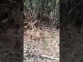 Download Burung Cuit Tertangkap Kamera Mp3 3 3 Mb Kicau Siburung
