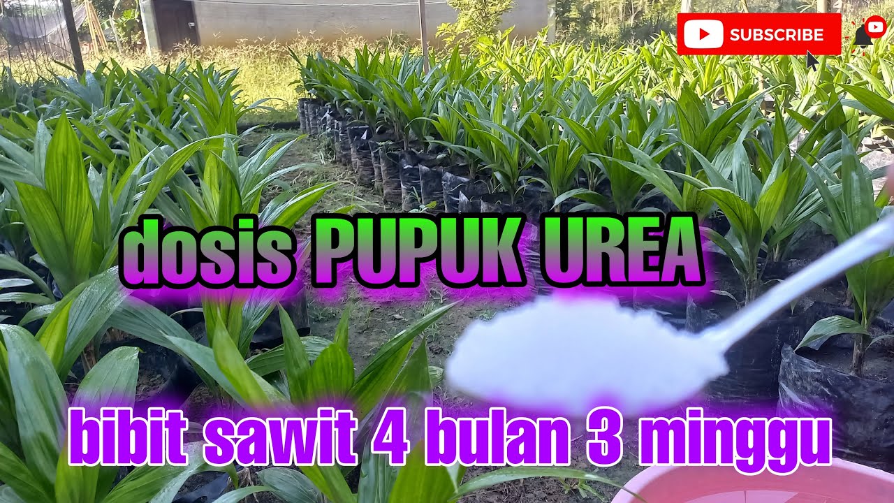 🔴pemupukan bibit sawit umur 4 bulan lewat 3 minggu||menggunakan PUPUK UREA