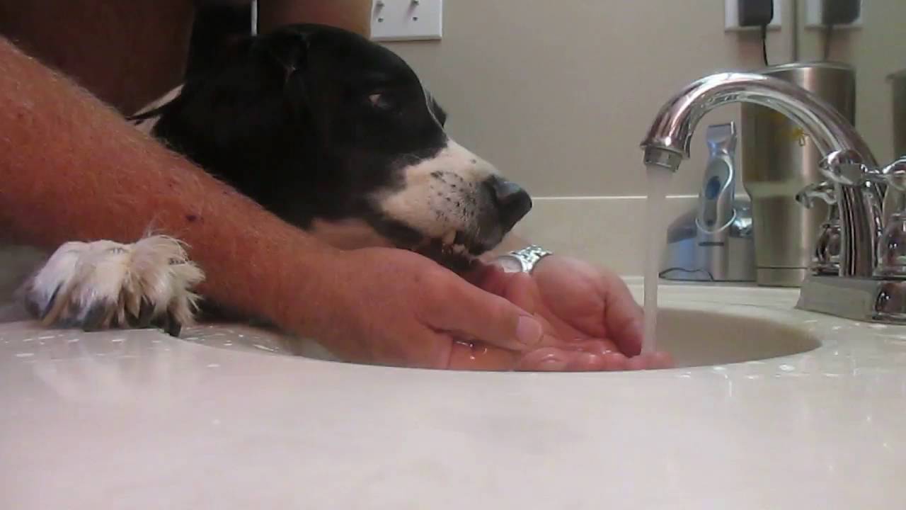 Gun Dog Springer Spaniel "Tess" Drinking Sink Water YouTube