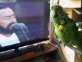 Papagaj čuo Pavarotija, a onda je zapjevao s njim (VIDEO)