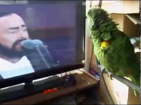 The parrot imitates Pavarotti