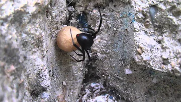 ¿Muere la araña después de poner huevos?