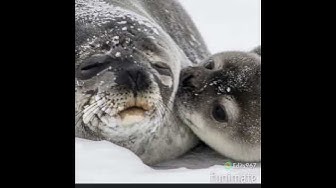 Hey Siri, how do u say seal in French?