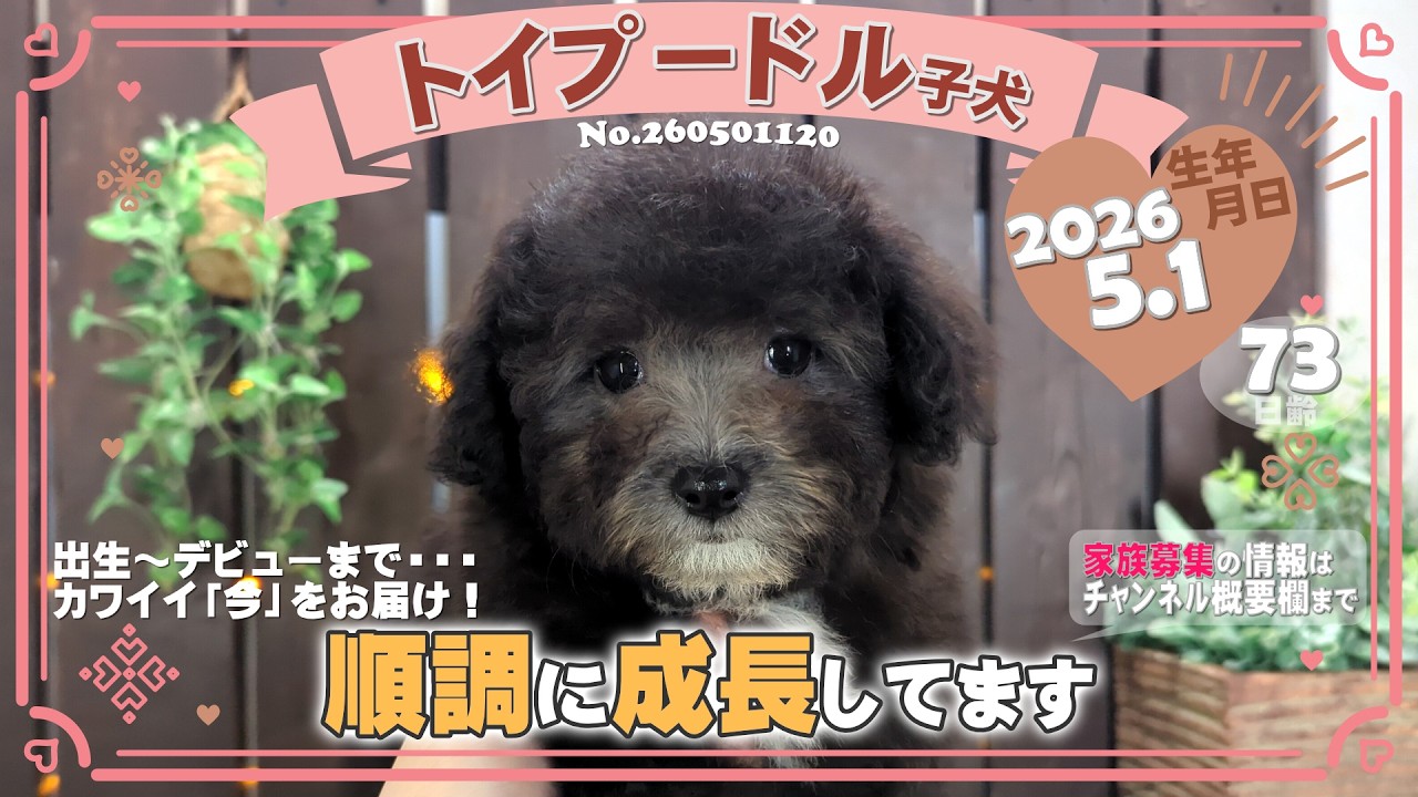 古布を纏ったトイプードル雛 YouTube