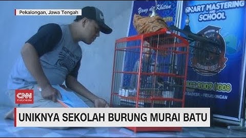 Uniknya Sekolah Burung Murai Batu