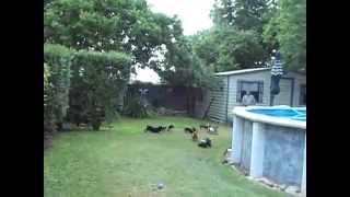 Самое смешное видео про такс! Самое смешное видео про такс!