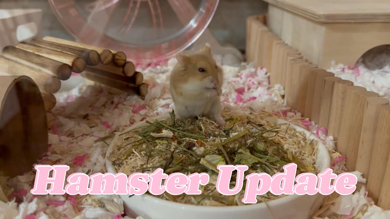 Hamster Update & Luxury Fall/Winter Haul Vlog