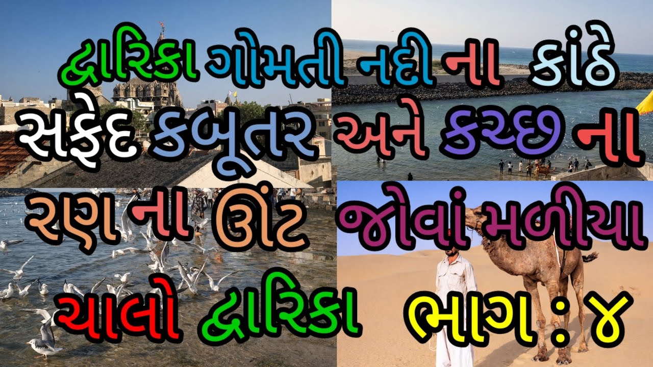 દ્વારિકા ગોમતી નદી ના કાંઠે સફેદ કબૂતર અને કચ્છ ના રણ ના ઊંટ જોવા મળીયા 
