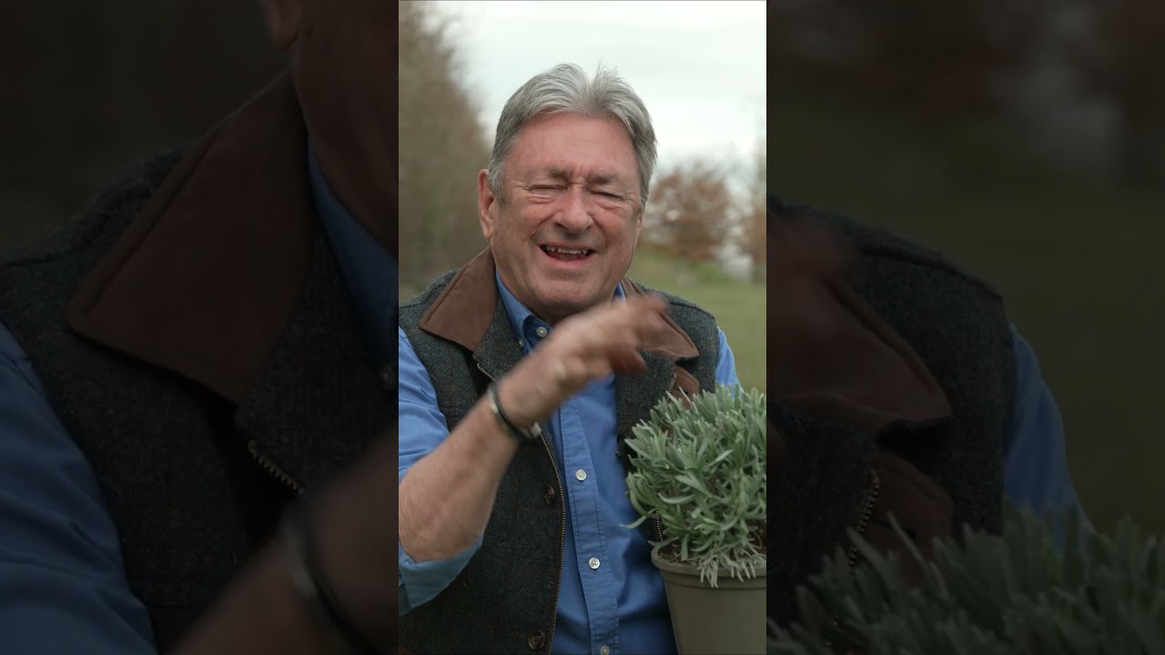 Every Garden NEEDS Lavender 💜 