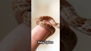 Baby python and Green snake