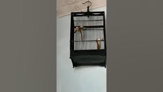 Cicak jenggot super gacor