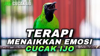Download Lagu TERAPI MENAIKKAN EMOSI CUCAK IJO COCOK UNTUK IJO BAHAN AGAR CEPAT KELUAR MATERI CEPAT JAMTROK MP3 Download Lagu TERAPI MENAIKKAN EMOSI CUCAK IJO COCOK UNTUK IJO BAHAN AGAR CEPAT KELUAR MATERI CEPAT JAMTROK MP3
