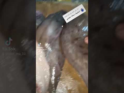 طريقه تنظيف سمك موسى
