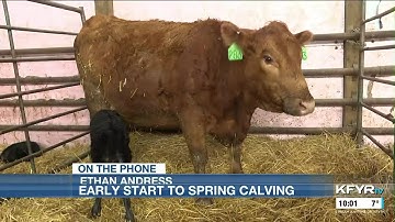 Early spring calving season in ND