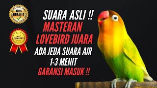 SUARA ASLI !! MASTERAN LOVEBIRD NGEKEK PANJANG !! JEDA AIR 1-3 MENIT !! GARANSI MASUK !! TANPA IKLAN