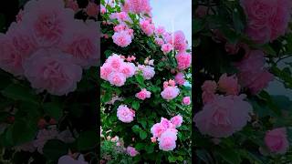 This Flower Garden Feels Like Heaven 🌸✨