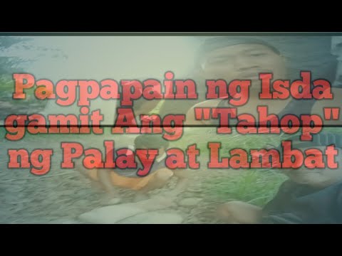 Video: At Sinalakay Ang Kawan (Nakakahuli Ng Isang Perch)